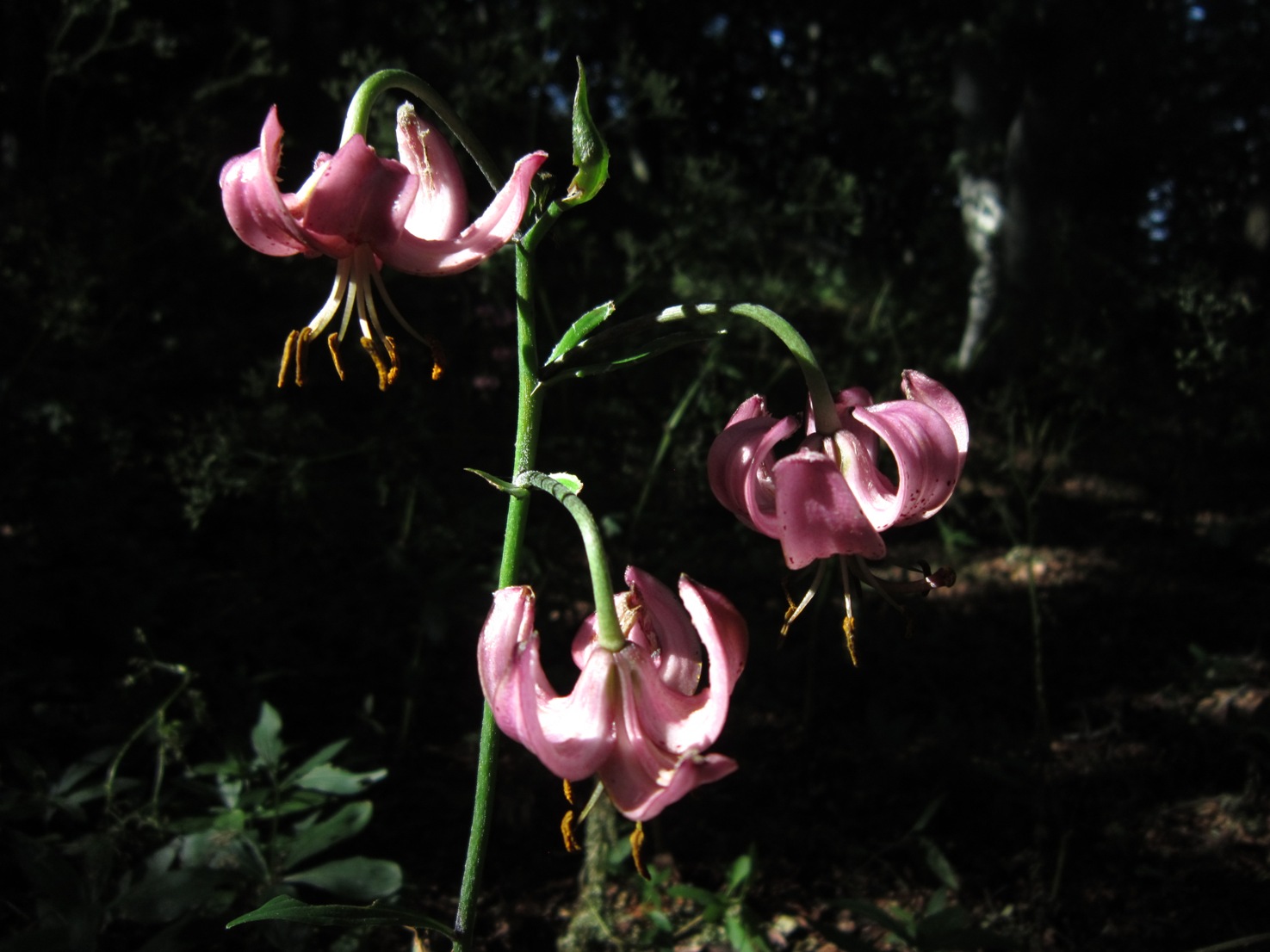 colonia Lilium martagon in campania